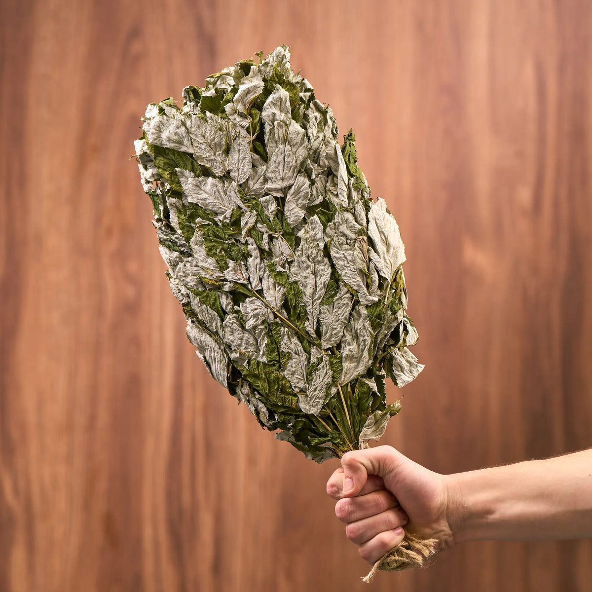 Raspberry Sauna Whisk (Rubus idaeobatus)