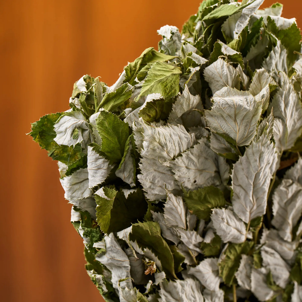 Raspberry Sauna Whisk (Rubus idaeobatus)