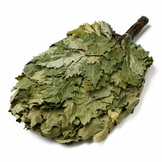 XXL English Oak Sauna Whisk (Quercus robur)