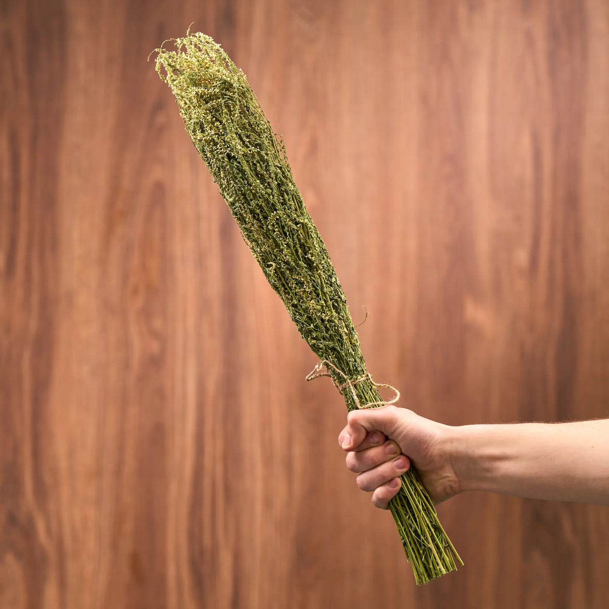 White Melilot Sauna Herbs (Melilotus albus)