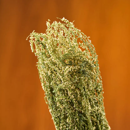 White Melilot Sauna Herbs (Melilotus albus)