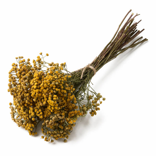 Bitkrėslė (Tanacetum)