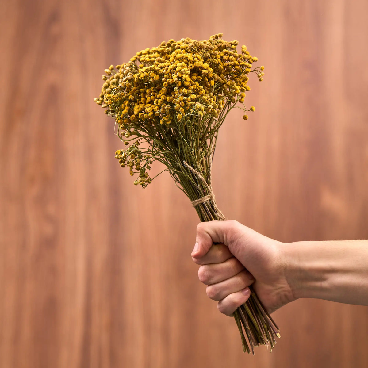Bitkrėslė (Tanacetum)