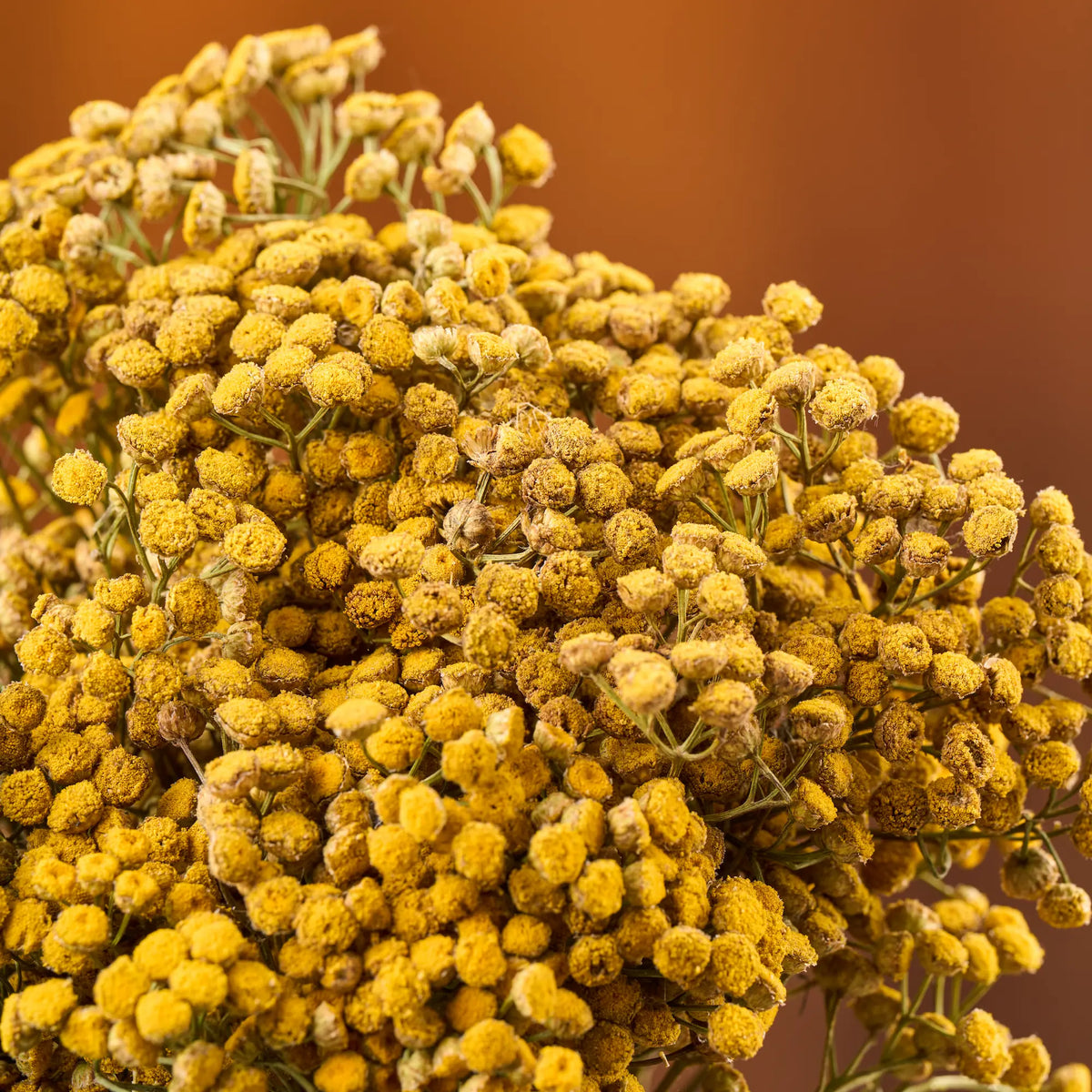 Bitkrėslė (Tanacetum)