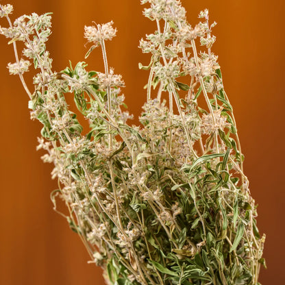 Thyme Sauna Herbs (Thymus)