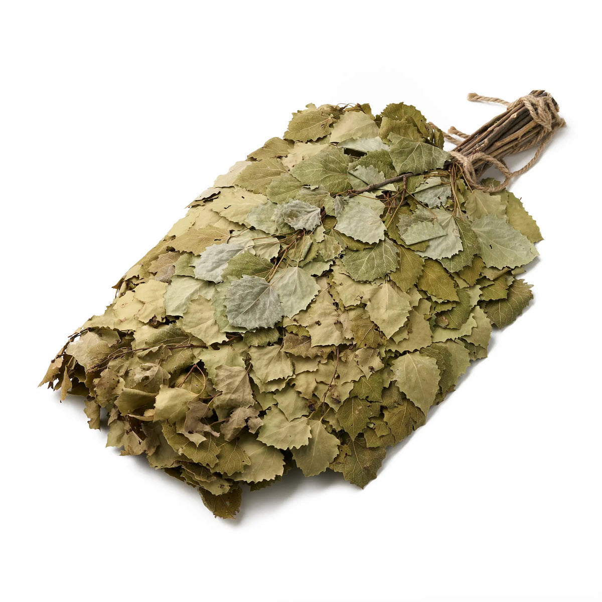 Drebulės vanta (Populus tremula)
