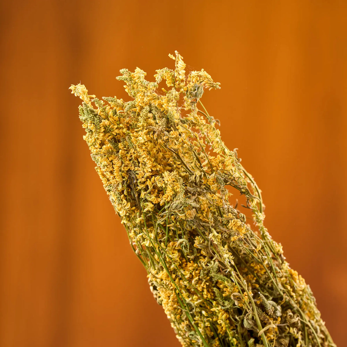 Yellow Melilot Sauna Herbs (Melilotus officinalis)