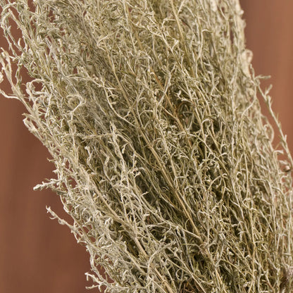Taurine Wormwood Sauna Herbs (Artemisia taurica)