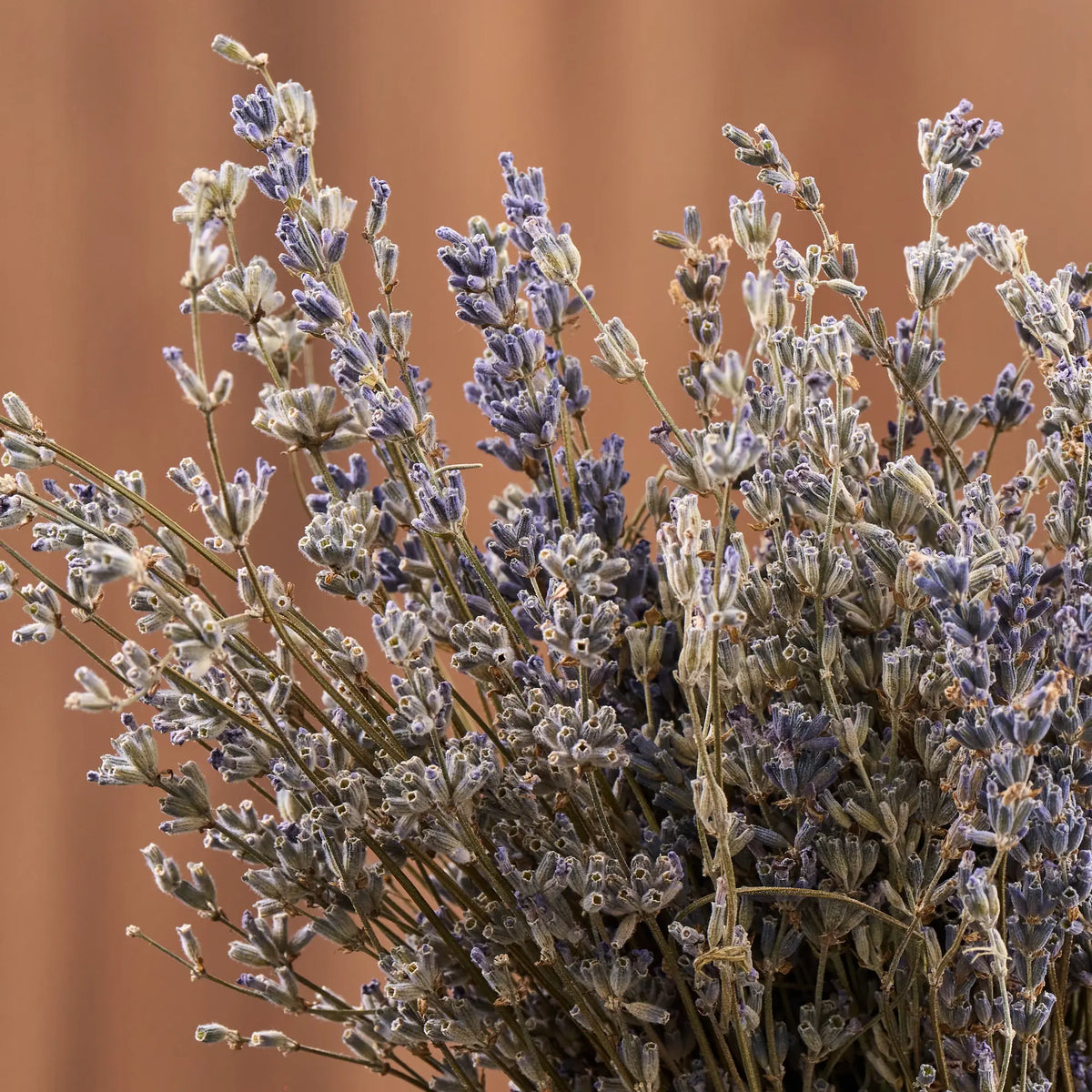 Lavender Sauna Herbs (Lavandula)