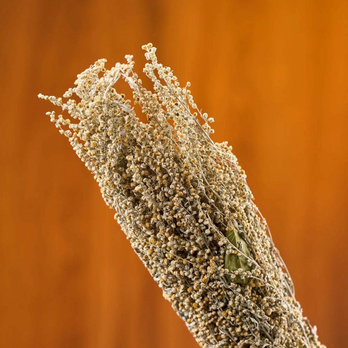 Pelynas, žydintis (Artemisia absinthium)