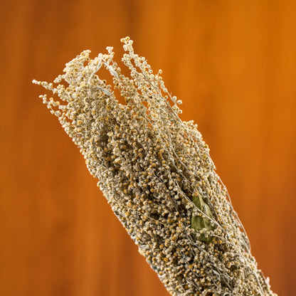 Pelynas, žydintis (Artemisia absinthium)