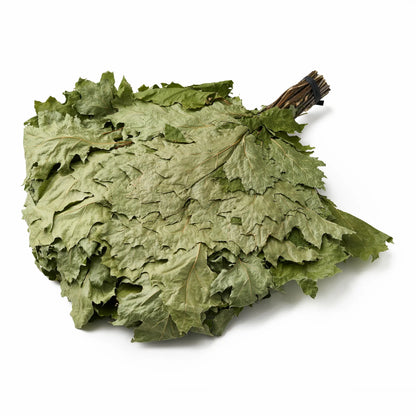 Red Oak Sauna Whisk (Quercus rubra)