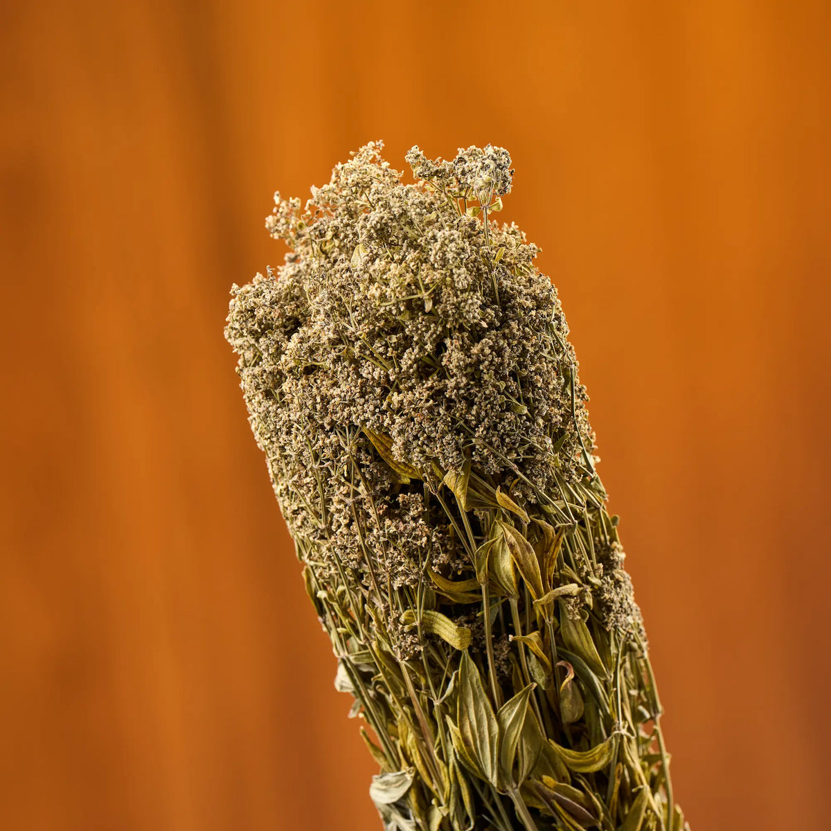 Northern Bedstraw Sauna Herbs (Galium boreale)