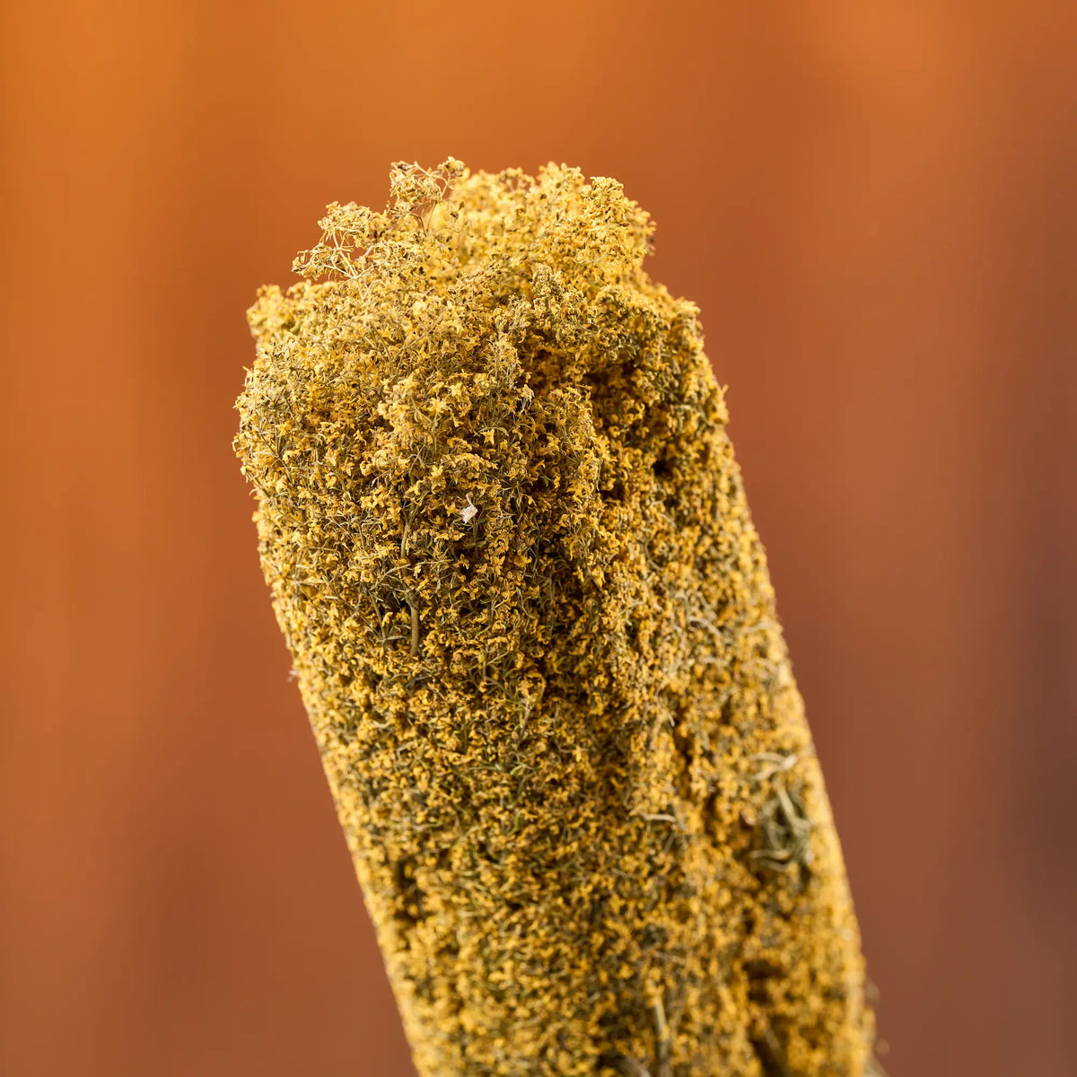 Yellow Bedstraw Sauna Herbs (Galium verum)