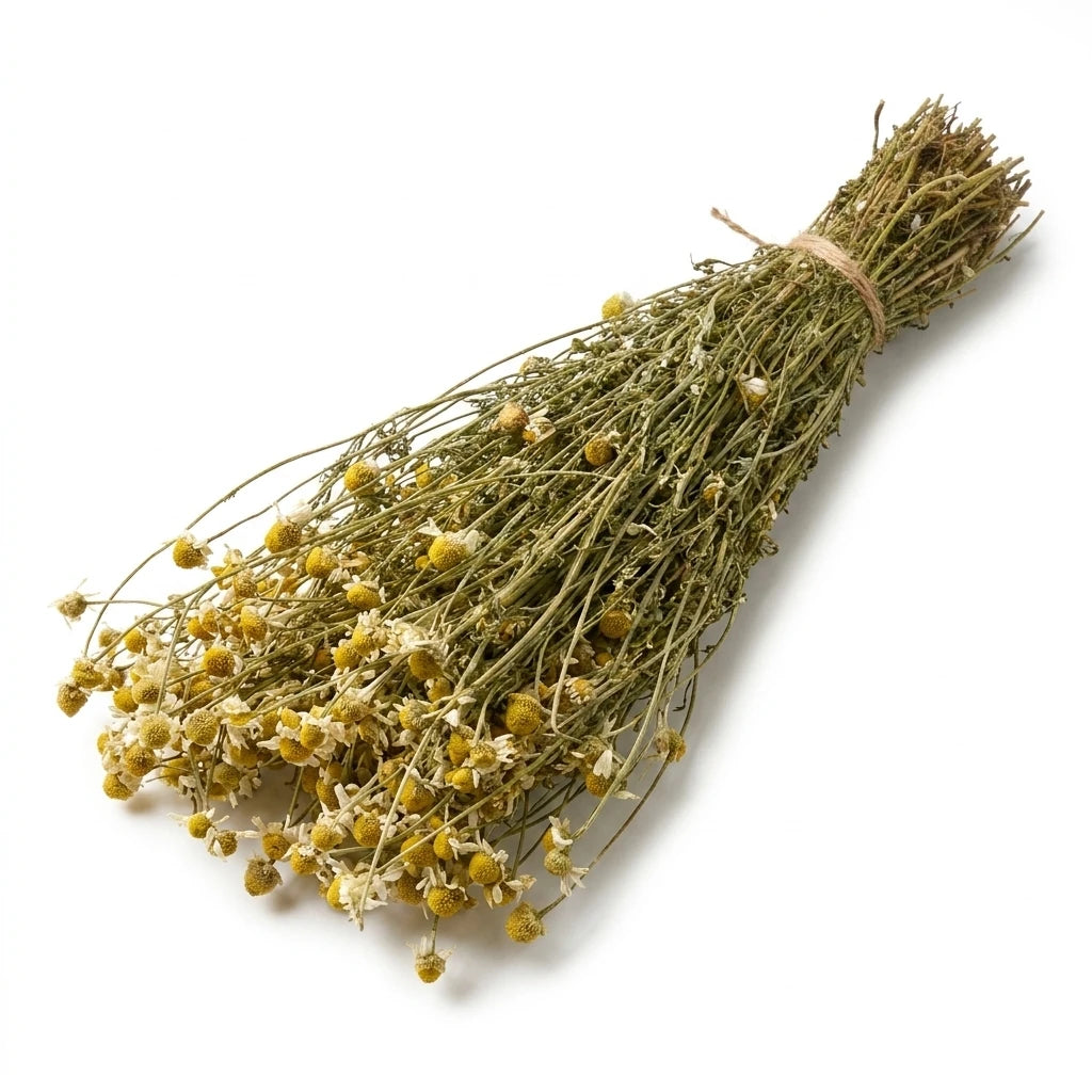 Vaistinė ramunė (Matricaria chamomilla)
